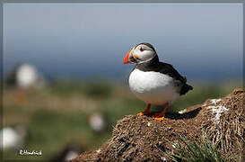 Atlantic Puffin