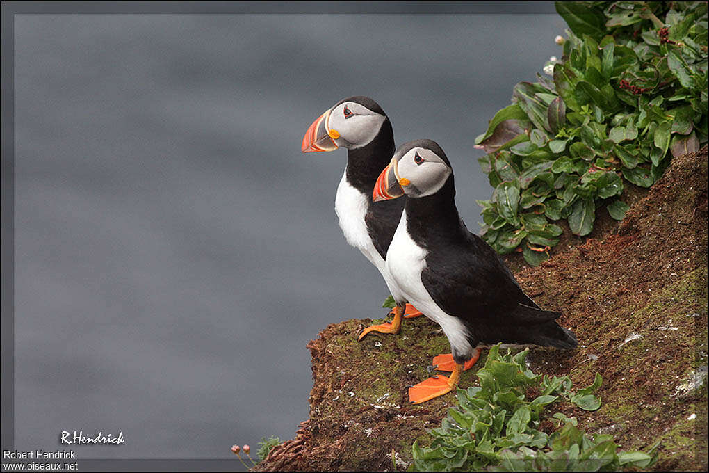 Atlantic Puffinadult breeding