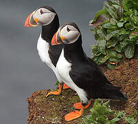 Atlantic Puffin