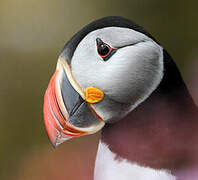 Atlantic Puffin