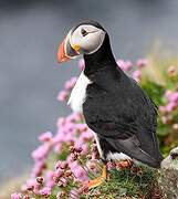 Atlantic Puffin