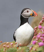 Atlantic Puffin