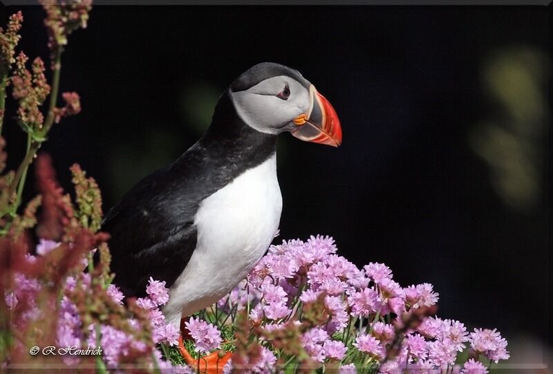 Atlantic Puffin