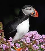 Atlantic Puffin