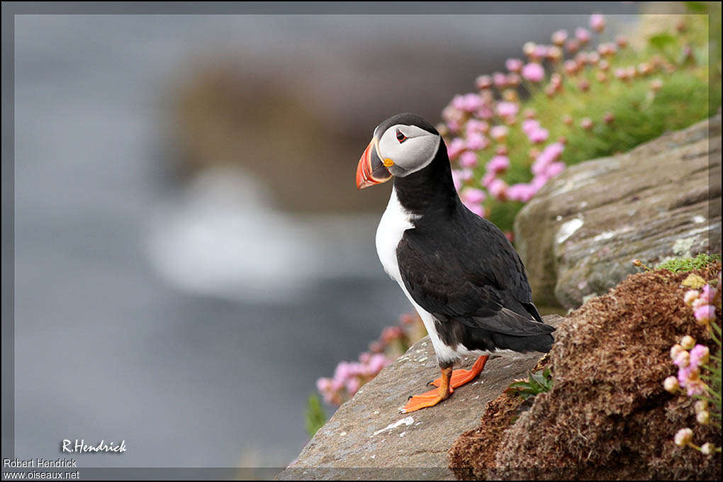 Atlantic Puffinadult