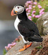 Atlantic Puffin