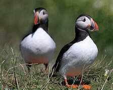 Atlantic Puffin