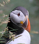 Atlantic Puffin