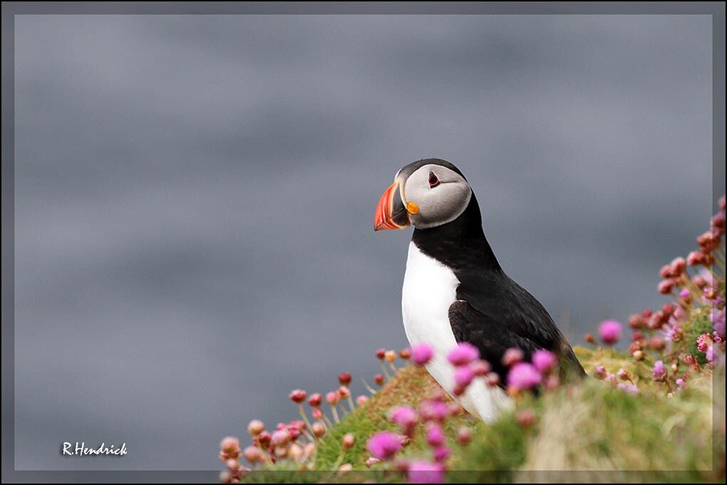 Atlantic Puffin