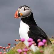 Atlantic Puffin