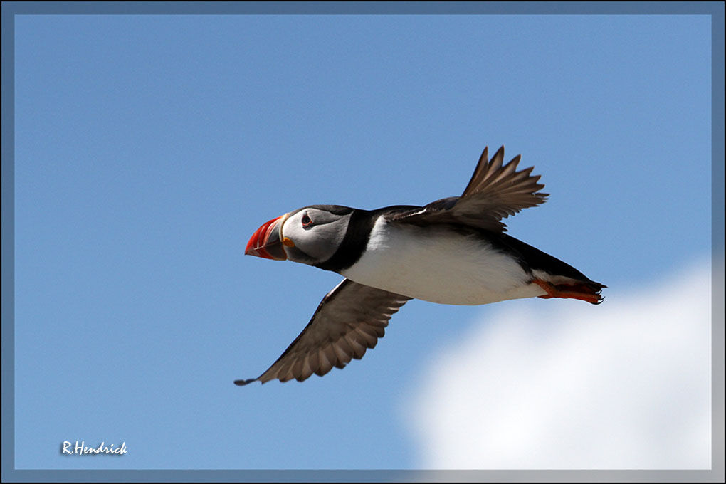 Atlantic Puffin