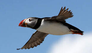 Atlantic Puffin