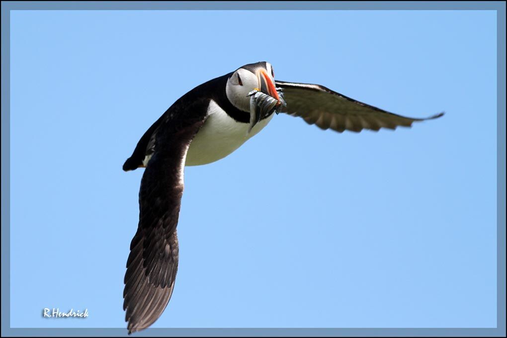 Atlantic Puffin