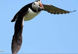 Atlantic Puffin