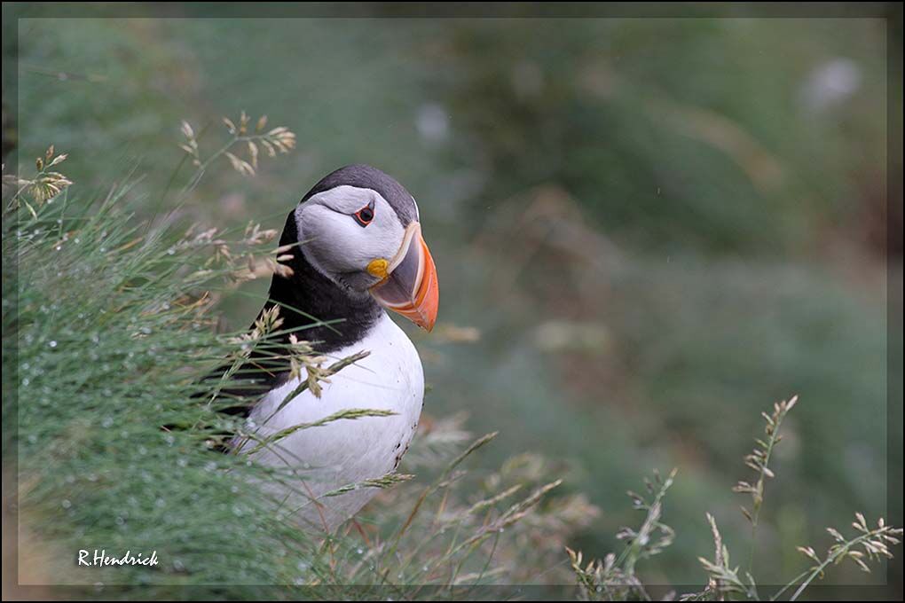 Atlantic Puffin