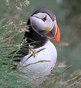 Atlantic Puffin