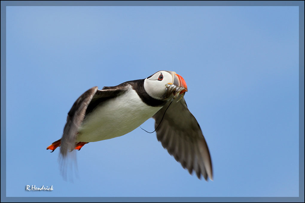 Atlantic Puffin