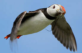 Atlantic Puffin