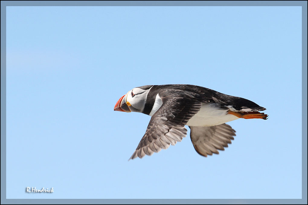 Atlantic Puffin