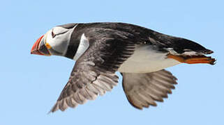 Atlantic Puffin