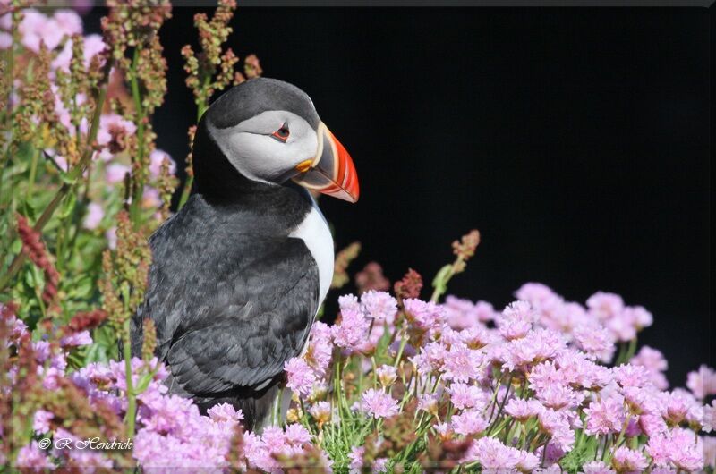 Atlantic Puffin