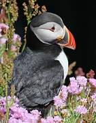 Atlantic Puffin