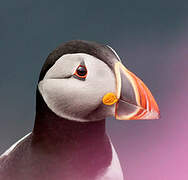 Atlantic Puffin