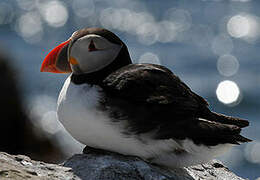 Atlantic Puffin