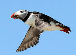 Atlantic Puffin