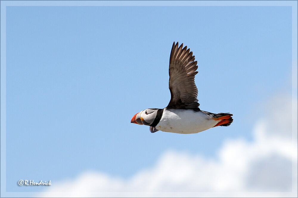 Atlantic Puffin