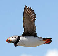 Atlantic Puffin