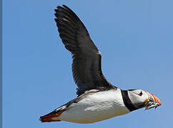 Atlantic Puffin