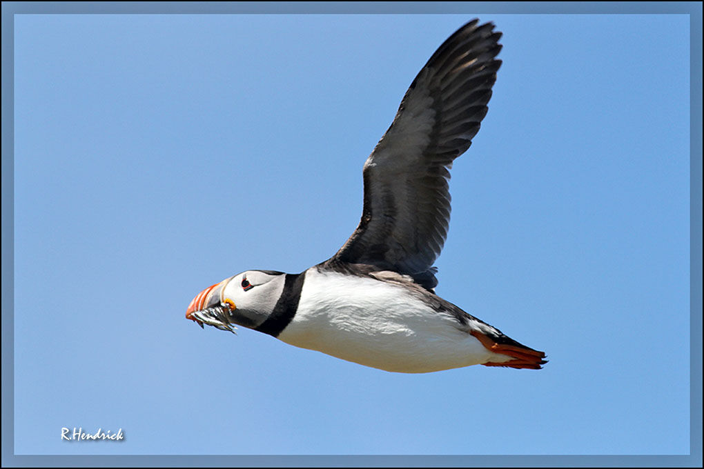 Atlantic Puffin