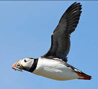 Atlantic Puffin