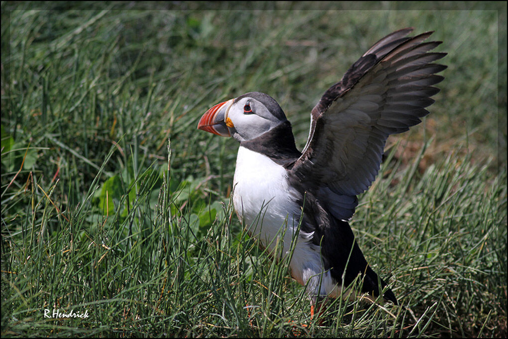 Atlantic Puffin