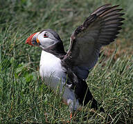 Atlantic Puffin