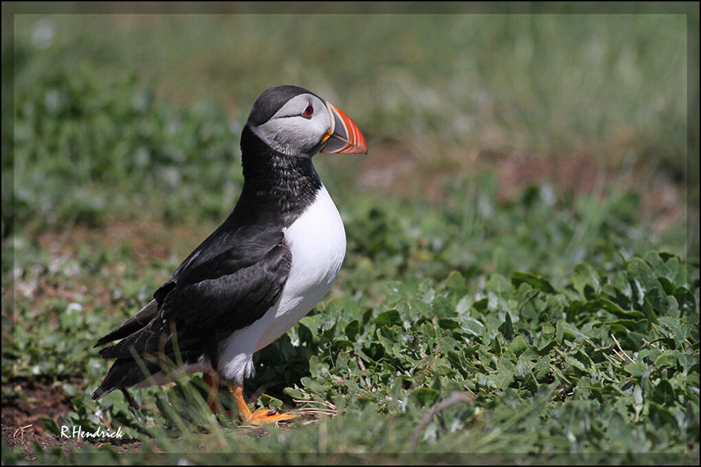 Atlantic Puffin