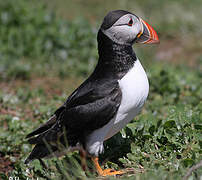 Atlantic Puffin