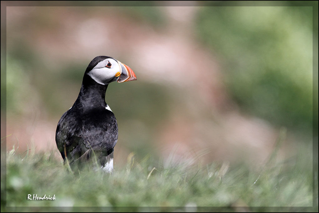 Atlantic Puffin