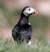 Atlantic Puffin