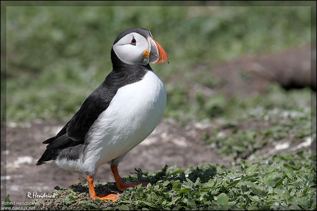 Macareux moine femelle subadulte nuptial, identification