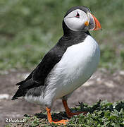 Atlantic Puffin