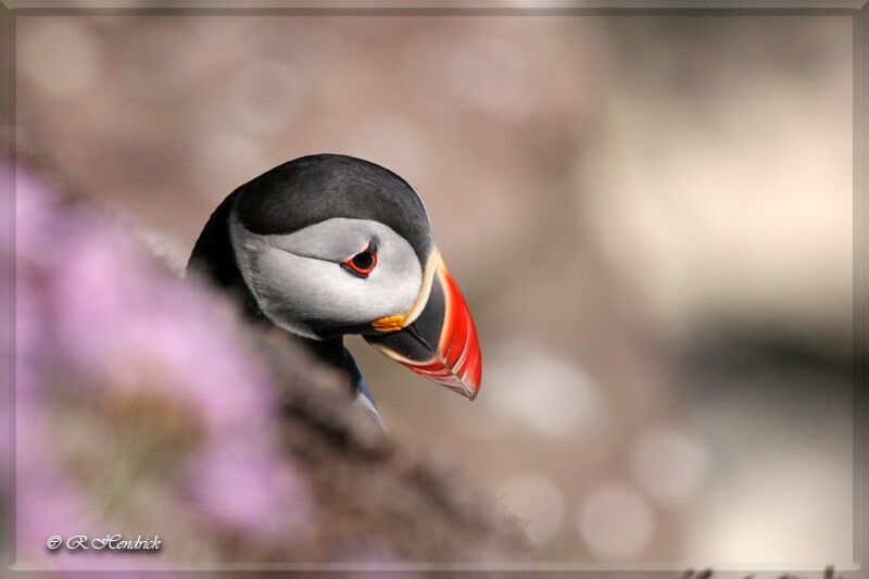 Atlantic Puffin