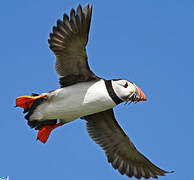 Atlantic Puffin