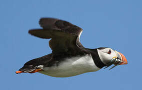 Atlantic Puffin