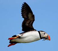 Atlantic Puffin