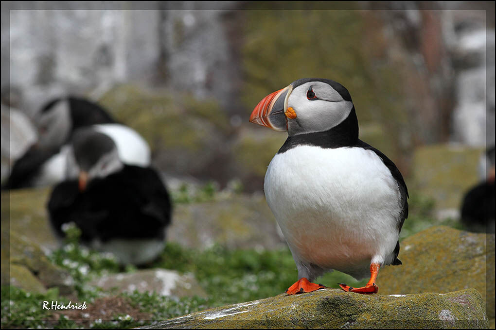 Atlantic Puffin