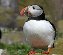 Atlantic Puffin