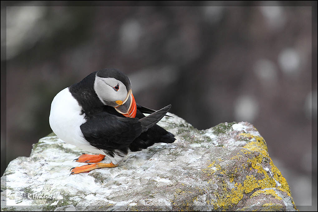 Atlantic Puffin