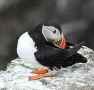 Atlantic Puffin